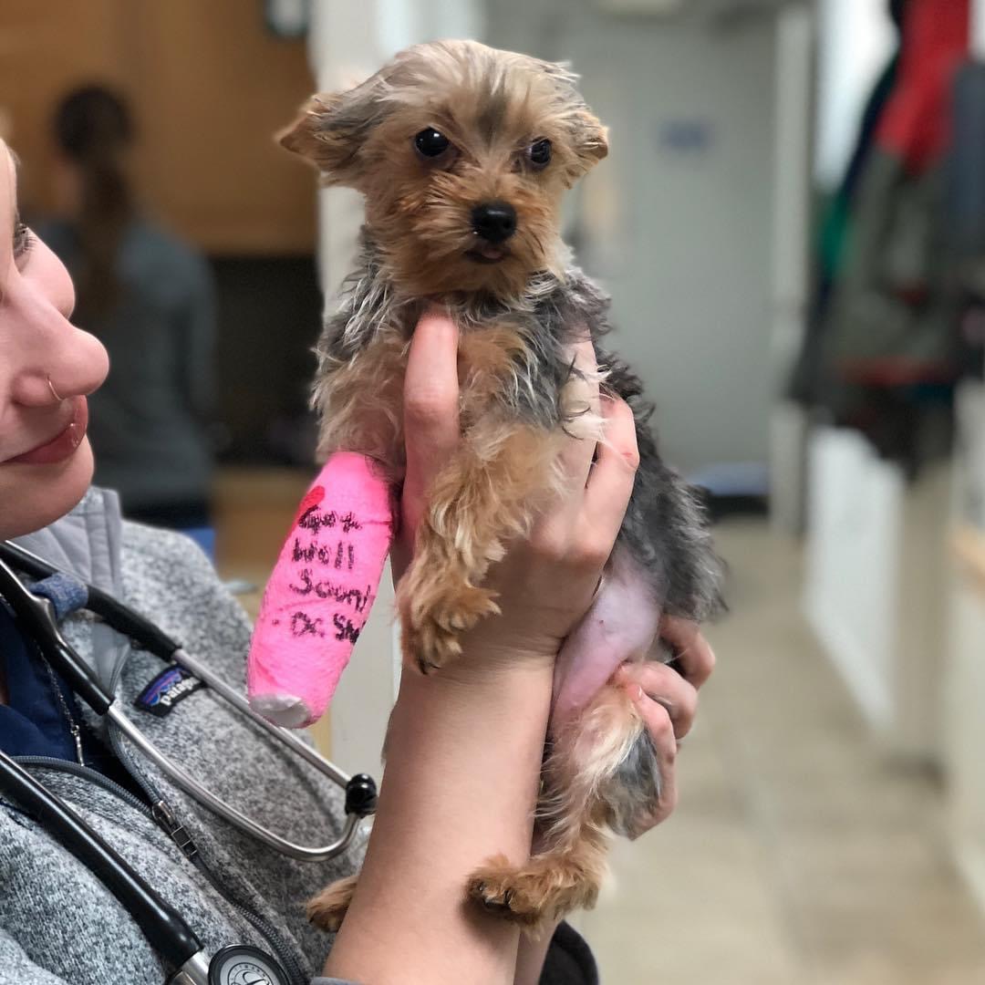 A dog in a cast being held