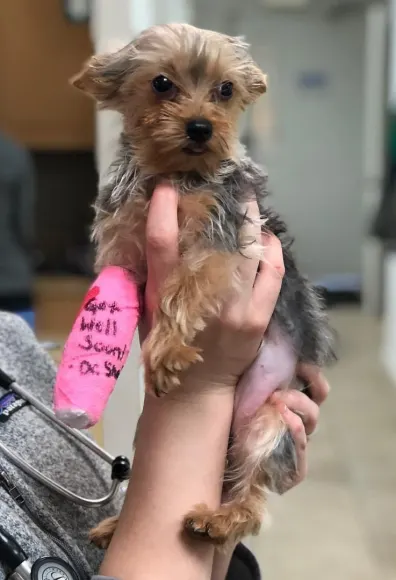 A dog in a cast being held