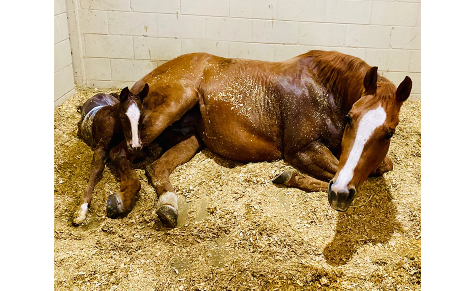 Mare and her foal Mare and her foal