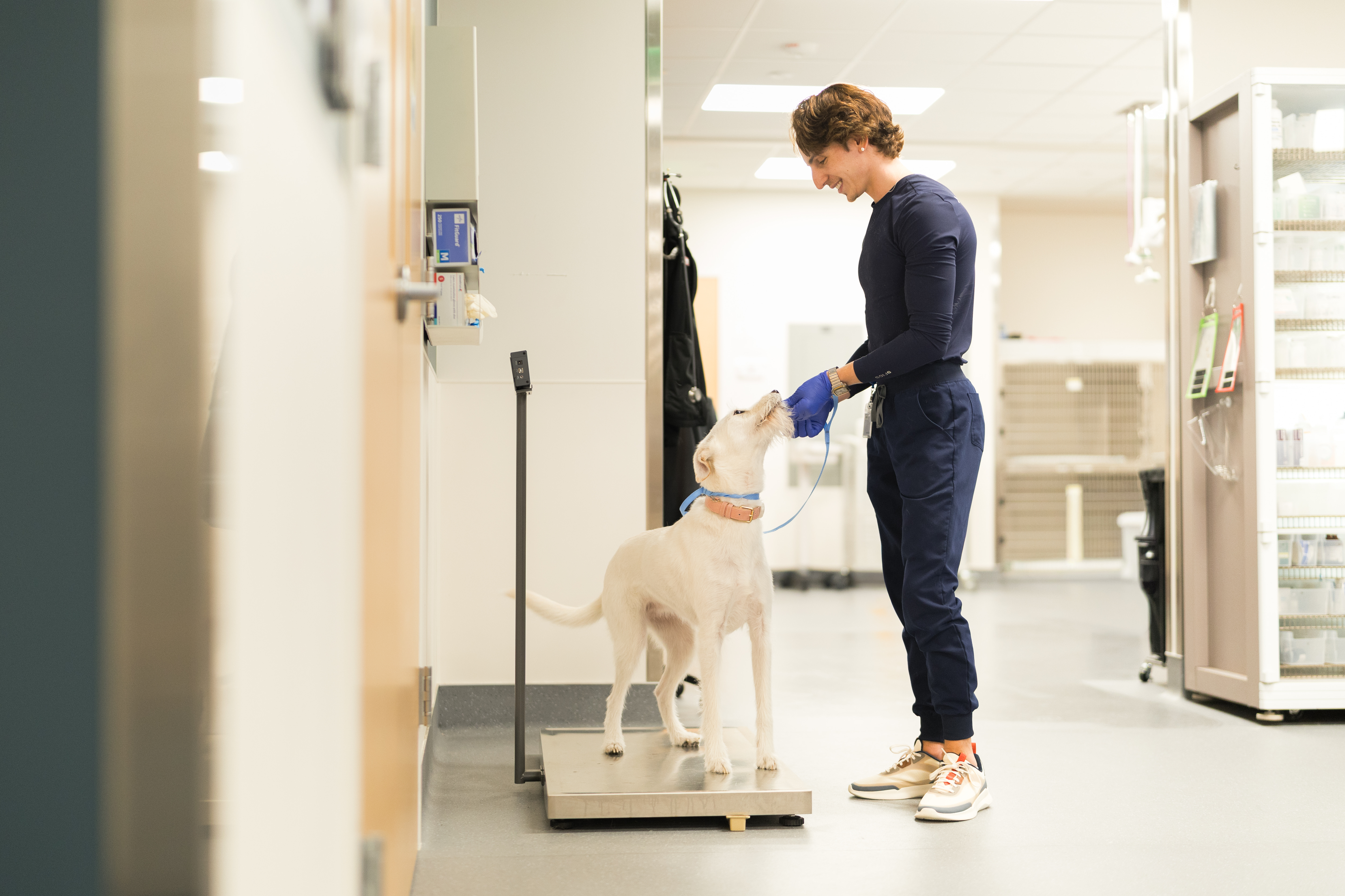 Labrador looking over owner's shoulder 