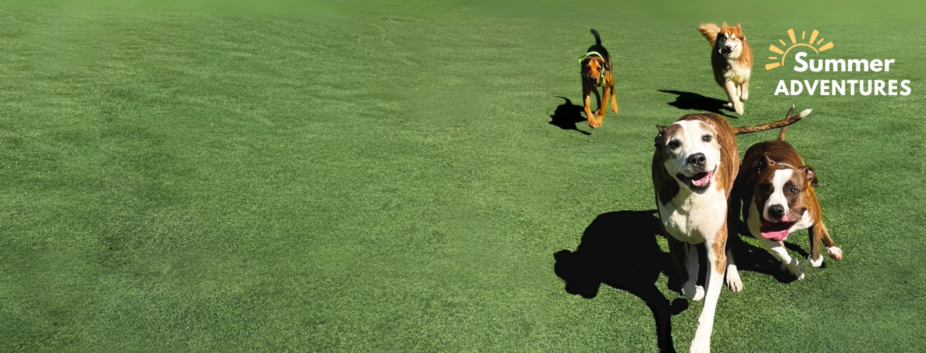 Homepage | The Pet Ranch
