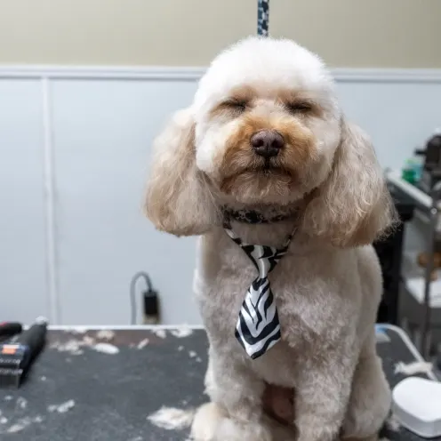 Groomed dog wearing tie