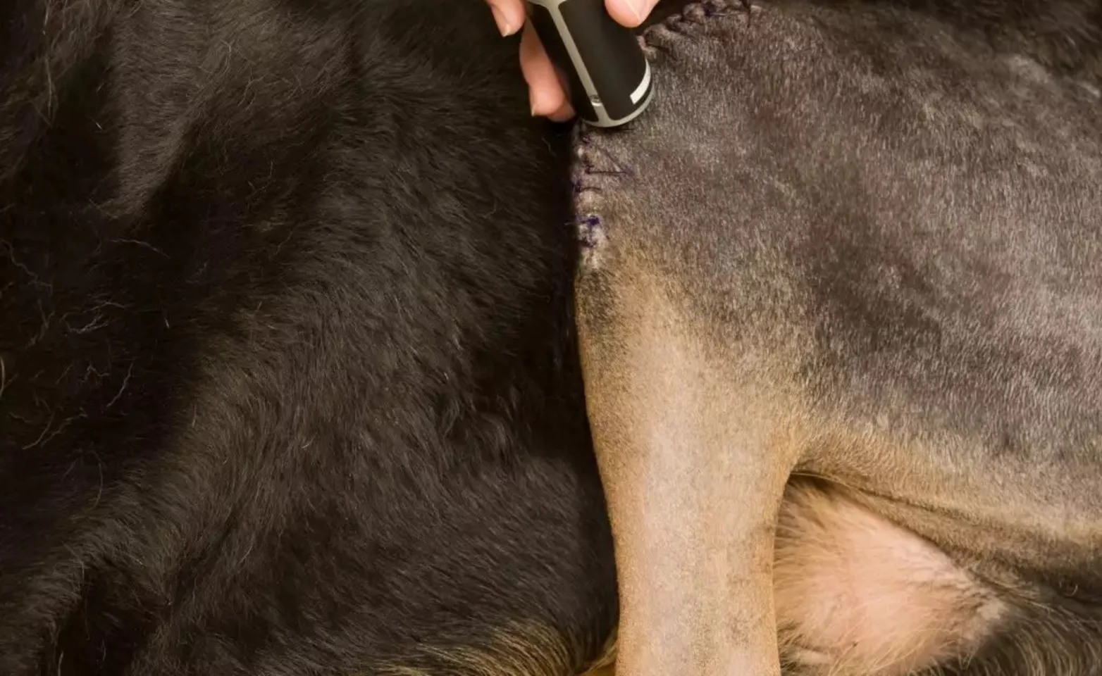 Dog undergoing laser therapy Dog undergoing laser therapy