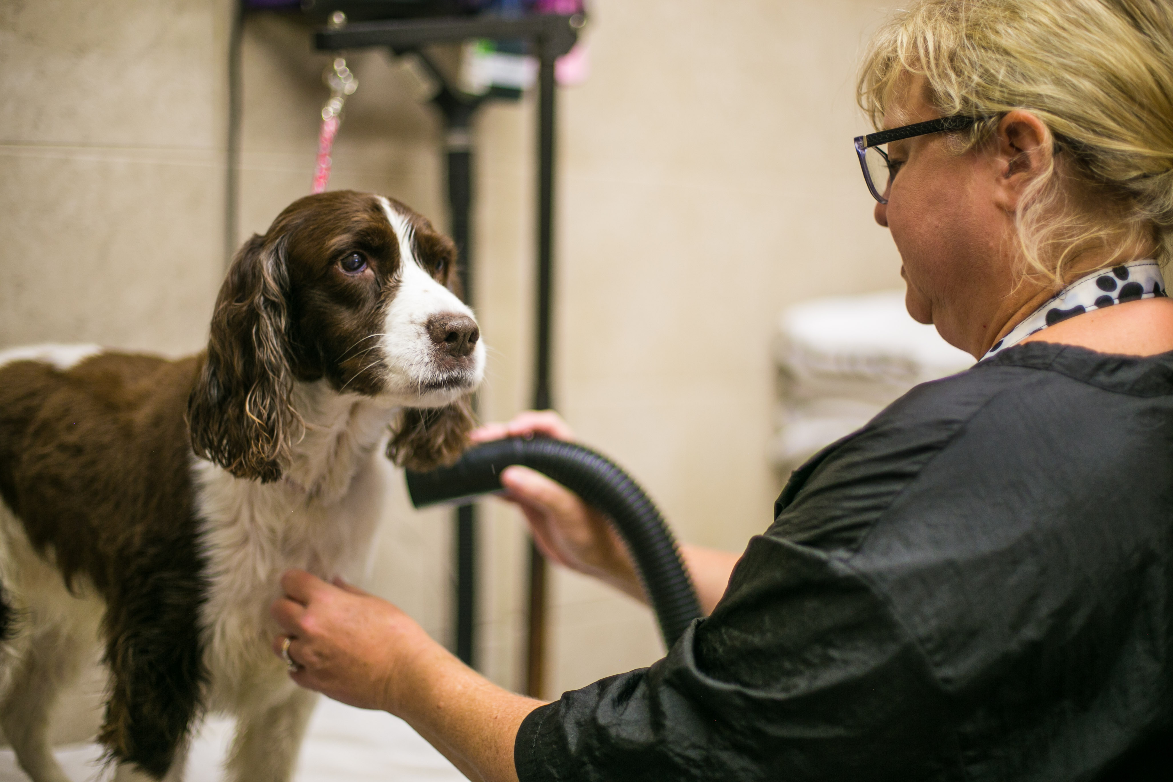Uptown Hounds Grooming. This picture shows a Cocker Spaniel getting groomed by a female groomer. 
