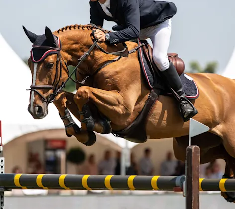 Equestrian on a brown horse jumping over a hurdle Equestrian on a brown horse jumping over a hurdle