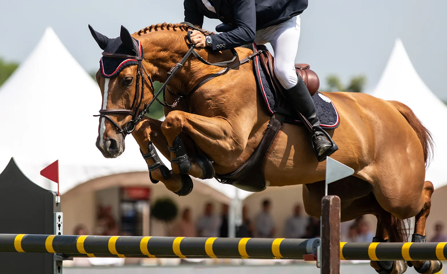 Equestrian on a brown horse jumping over a hurdle Equestrian on a brown horse jumping over a hurdle