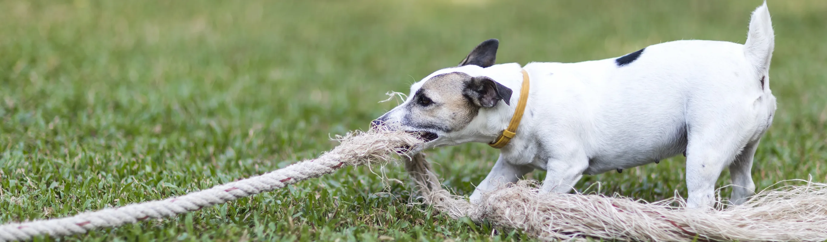 Dog playing with rope