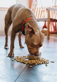 Brown dog eating from food bowl at North Creek Pet Hospital