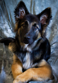 Black, white and orange dog named Navy