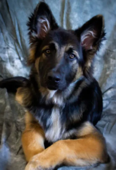 Black, white and orange dog named Navy