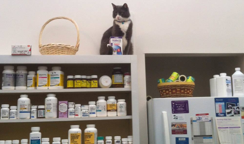 Cat and medicine bottles at Merrimack Veterinary Hospital