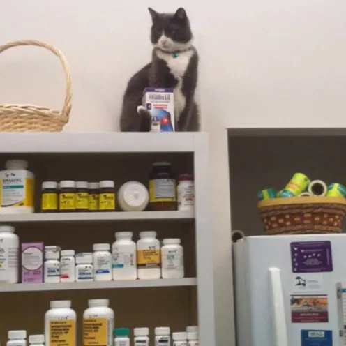 Cat and medicine bottles at Merrimack Veterinary Hospital