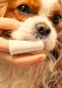 A dog getting its teeth brushed