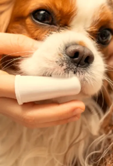 A dog getting its teeth brushed