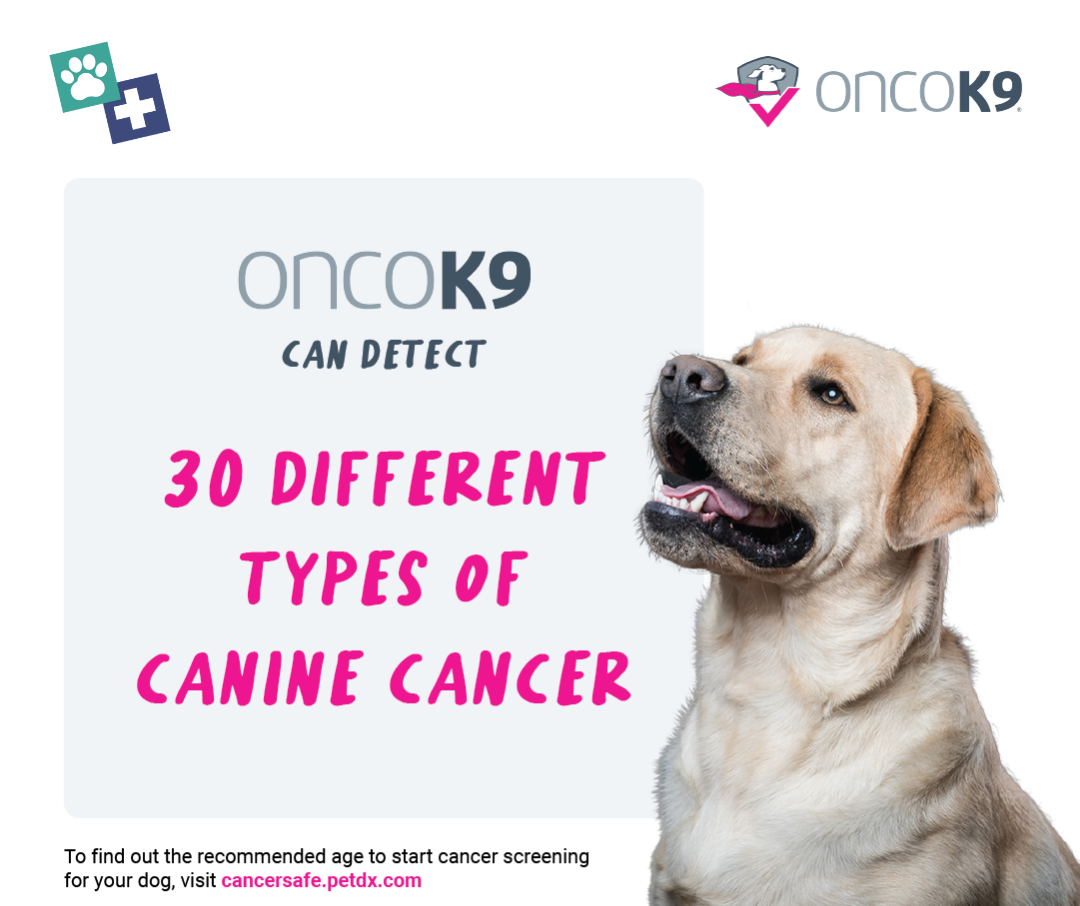 A graphic featuring blue and pink text reading, "OncoK9 can detect 30 different types of Canine cancer", which a medium sized dog with short god fur to the right.