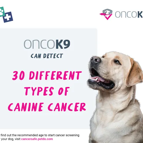 A graphic featuring blue and pink text reading, "OncoK9 can detect 30 different types of Canine cancer", which a medium sized dog with short god fur to the right. A graphic featuring blue and pink text reading, "OncoK9 can detect 30 different types of Canine cancer", which a medium sized dog with short god fur to the right.