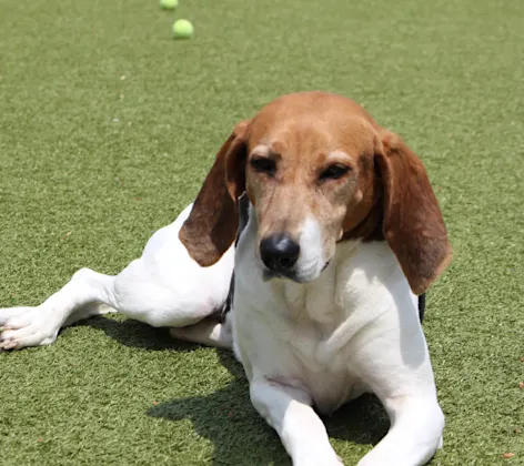 dog laying down in grass