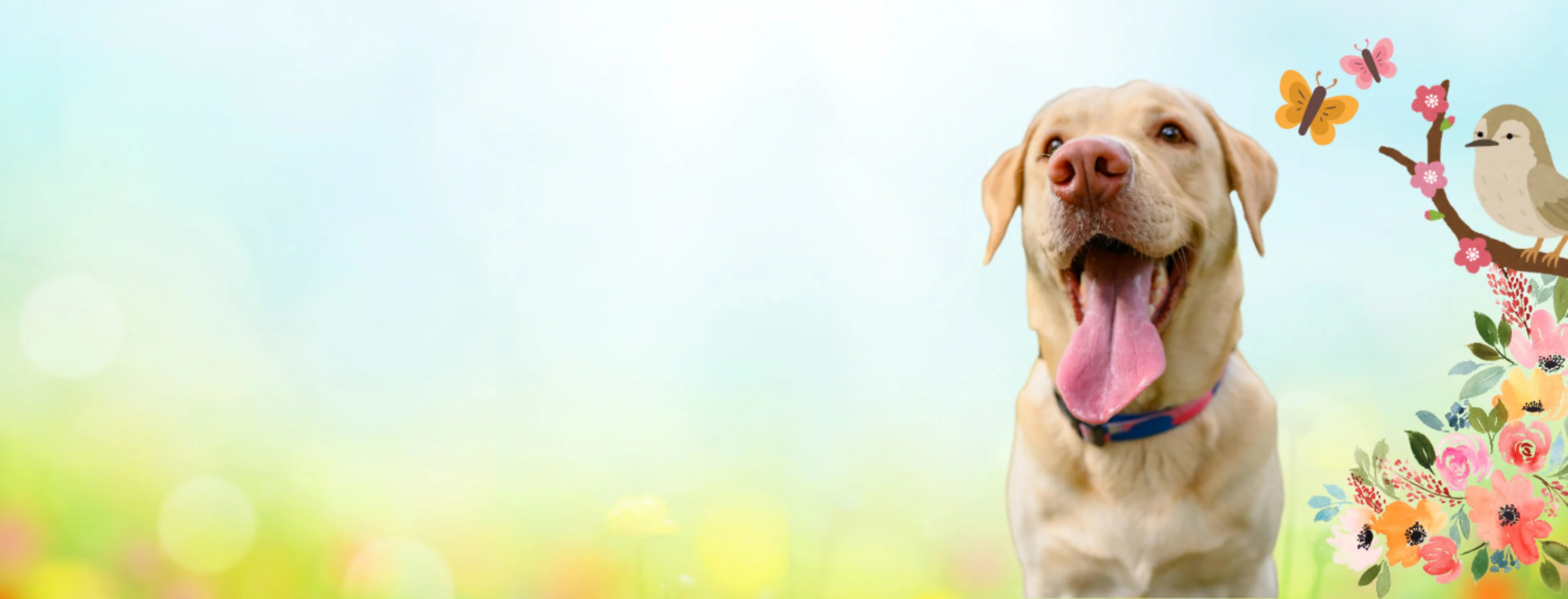 Happy Dog in Front of Spring Background Happy Dog in Front of Spring Background