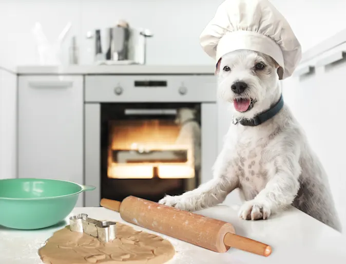 a dog in a kitchen helping baking a dog in a kitchen helping baking