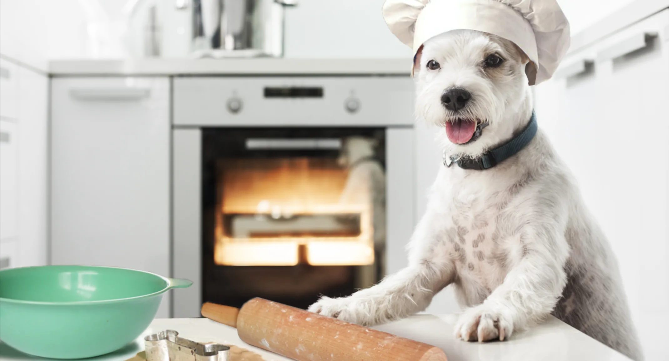a dog in a kitchen helping baking a dog in a kitchen helping baking