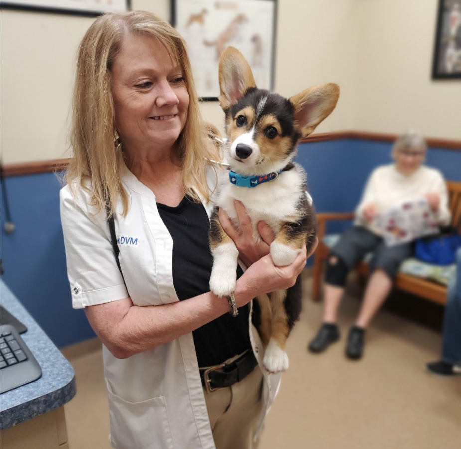 Doctor holding black, white & tan corgi