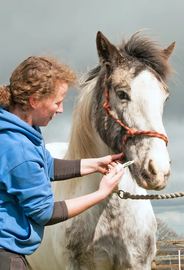 Two women holding a horse by the reigns Two women holding a horse by the reigns