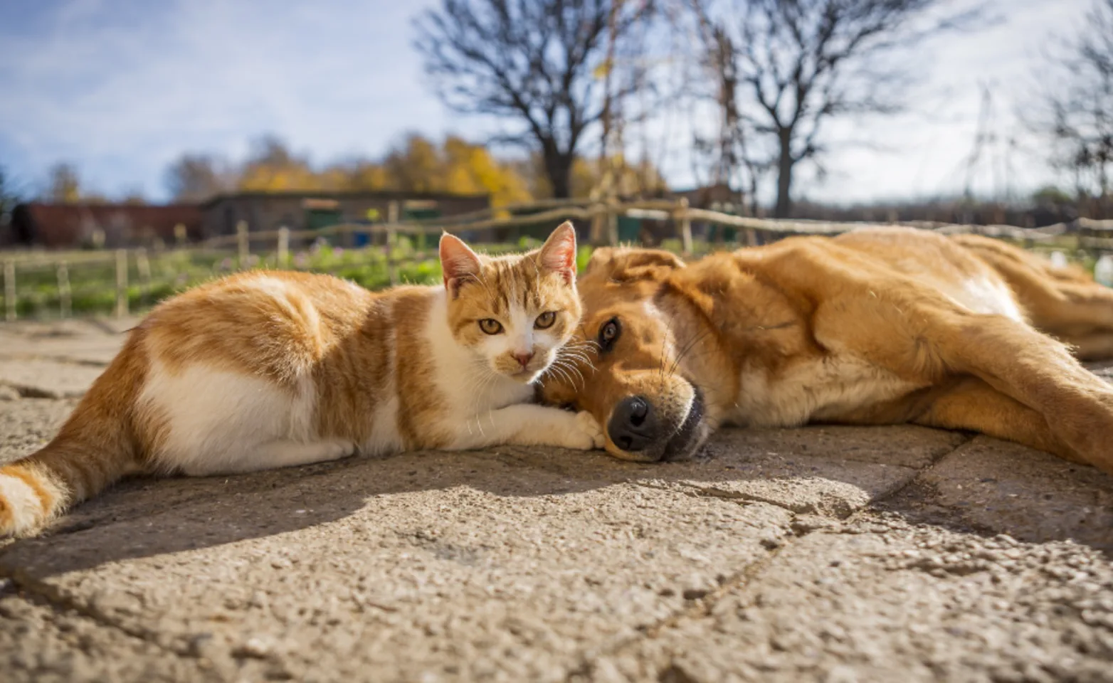 Dog and cat laying down outside on a sunny day on brick pavers