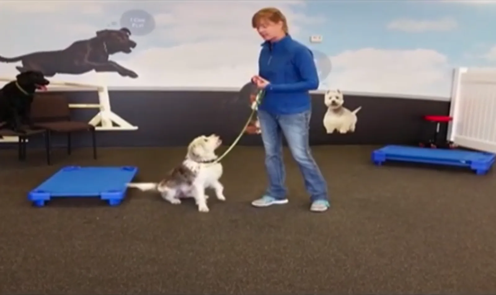 Blonde woman in blue shirt training a small white and grey dog.