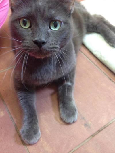 Grey cat