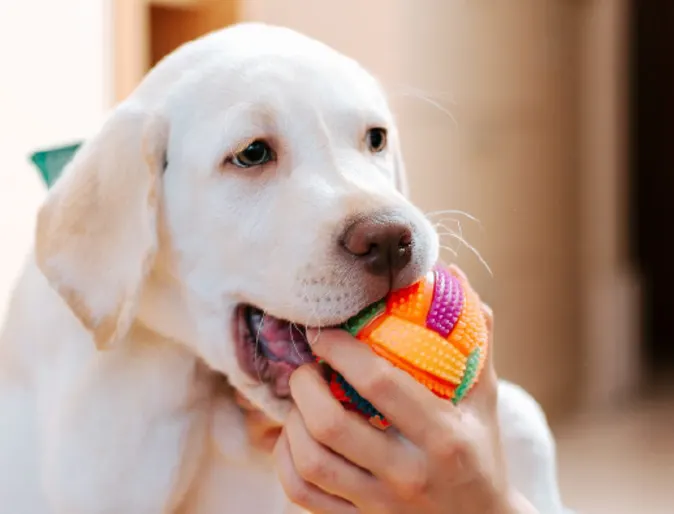 Dog playing with woman Dog playing with woman