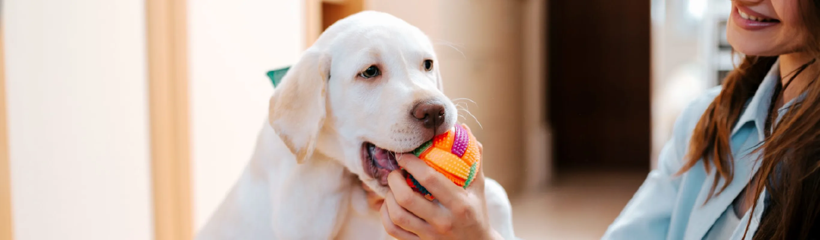 Dog playing with woman