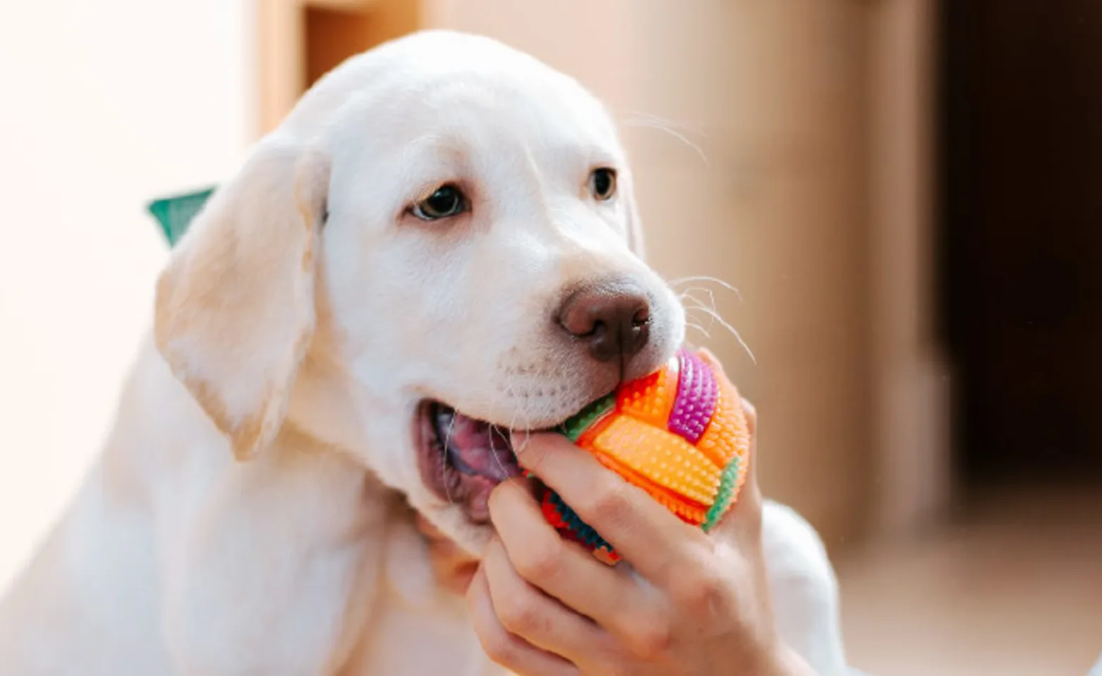 Dog playing with woman