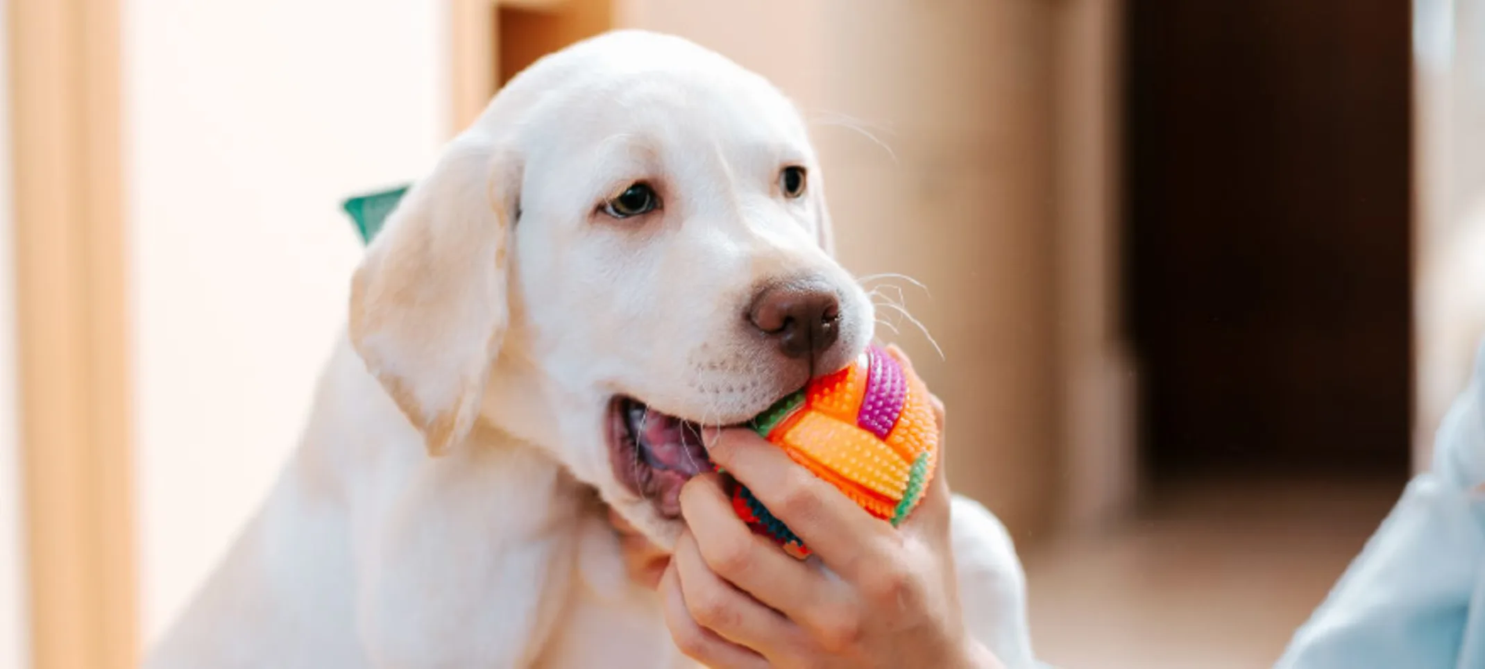 Dog playing with woman