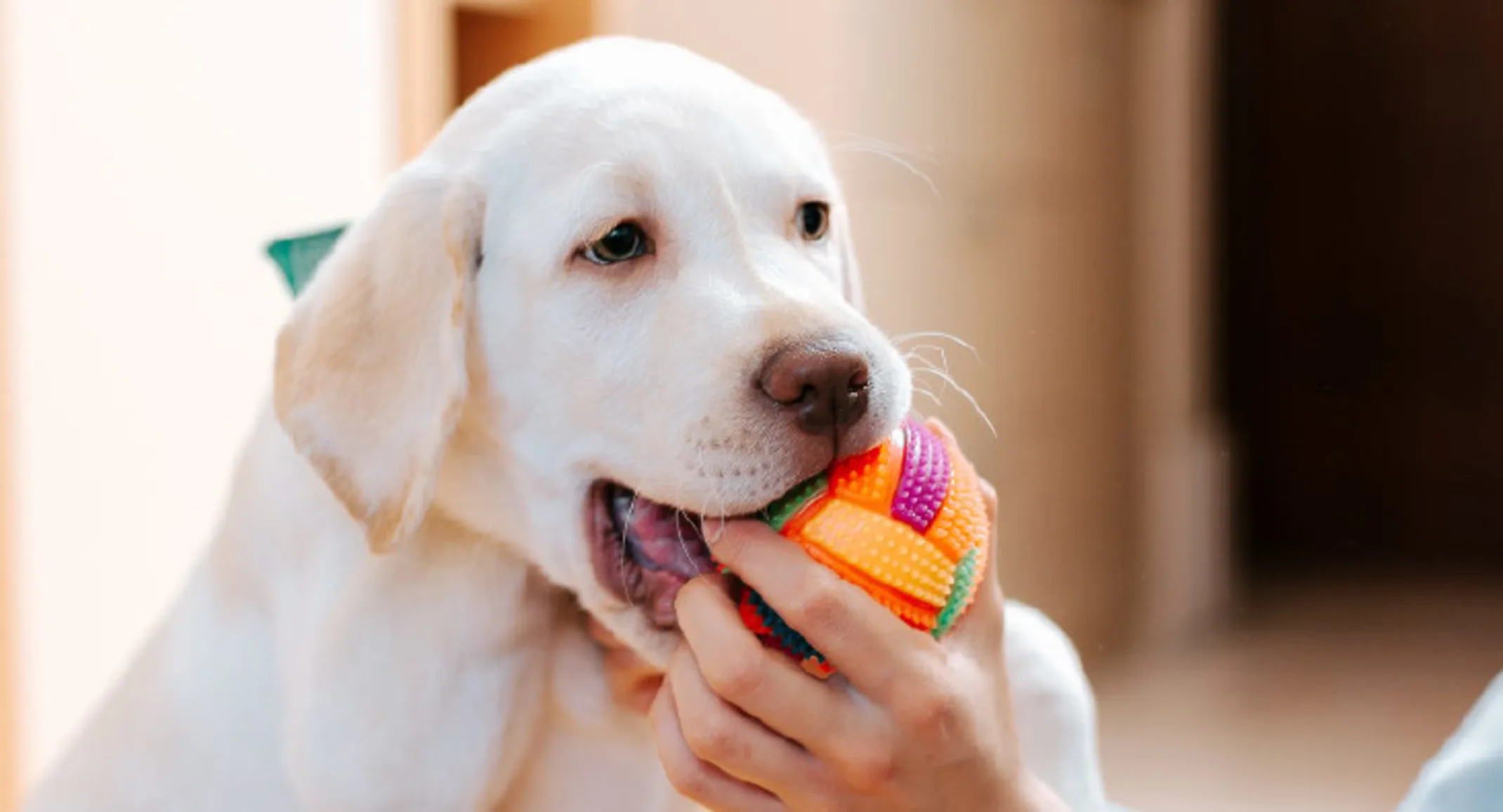 Dog playing with woman