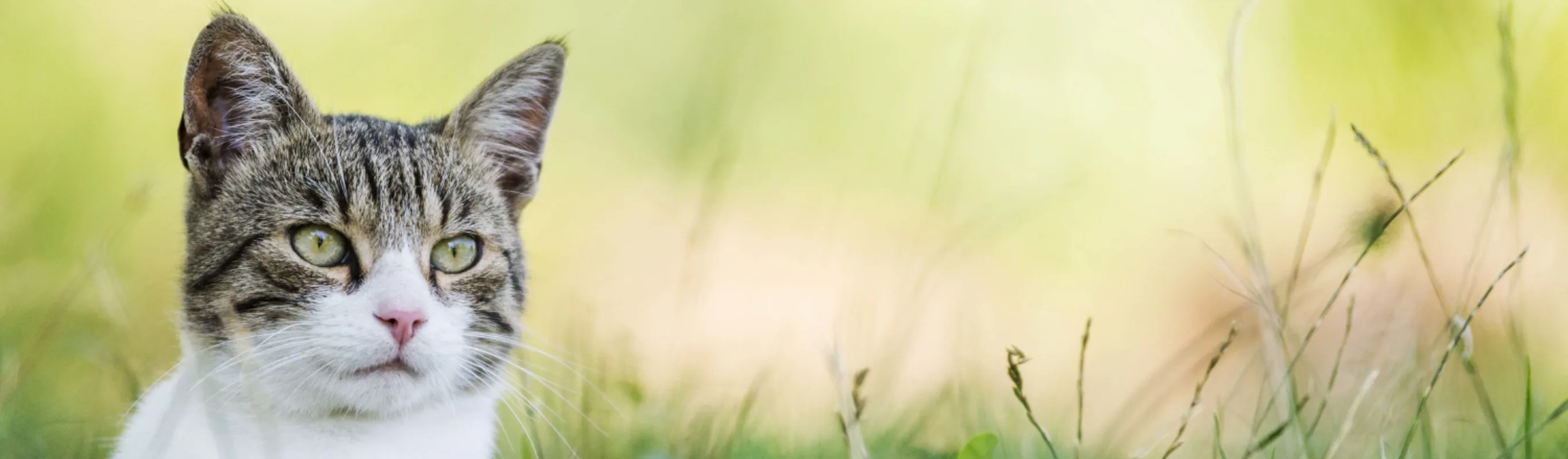 Cat sitting in grass