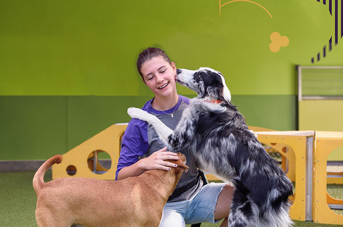A PetSuites staff member plays with two dog boarding guests. 