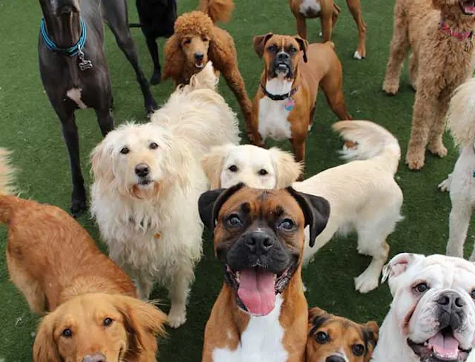 Large group of dogs standing outside in the yard Large group of dogs standing outside in the yard