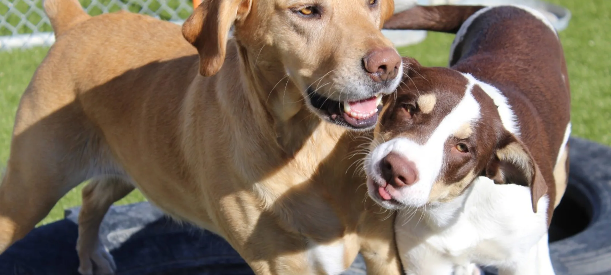 Yellow lab and puppy smiling.