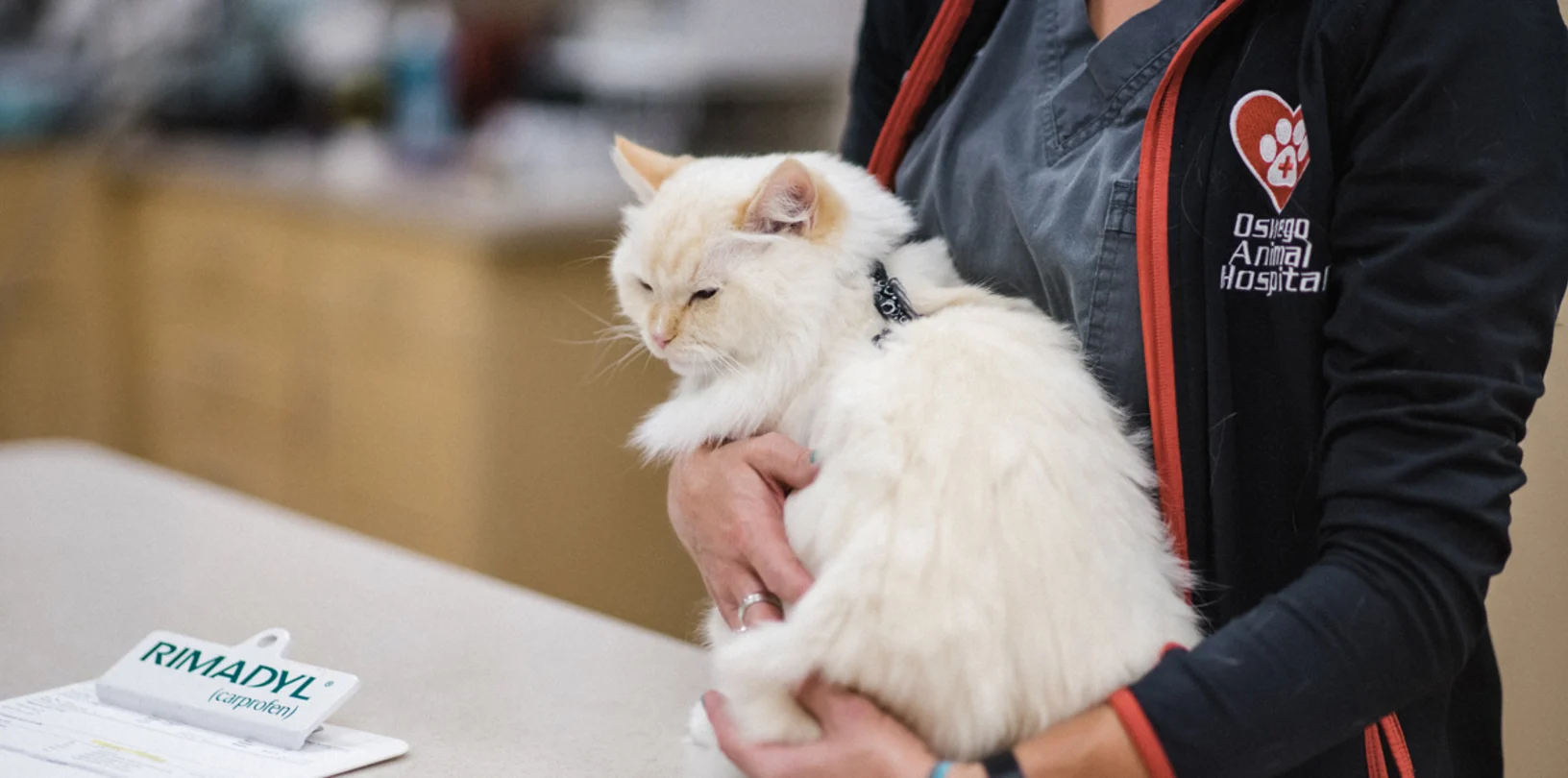 White cat on an office counter, being held in the arms of a veterinarian