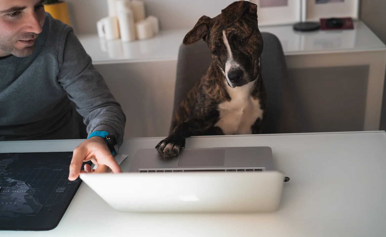 A dog being guided by their owner on how to navigate a laptop A dog being guided by their owner on how to navigate a laptop