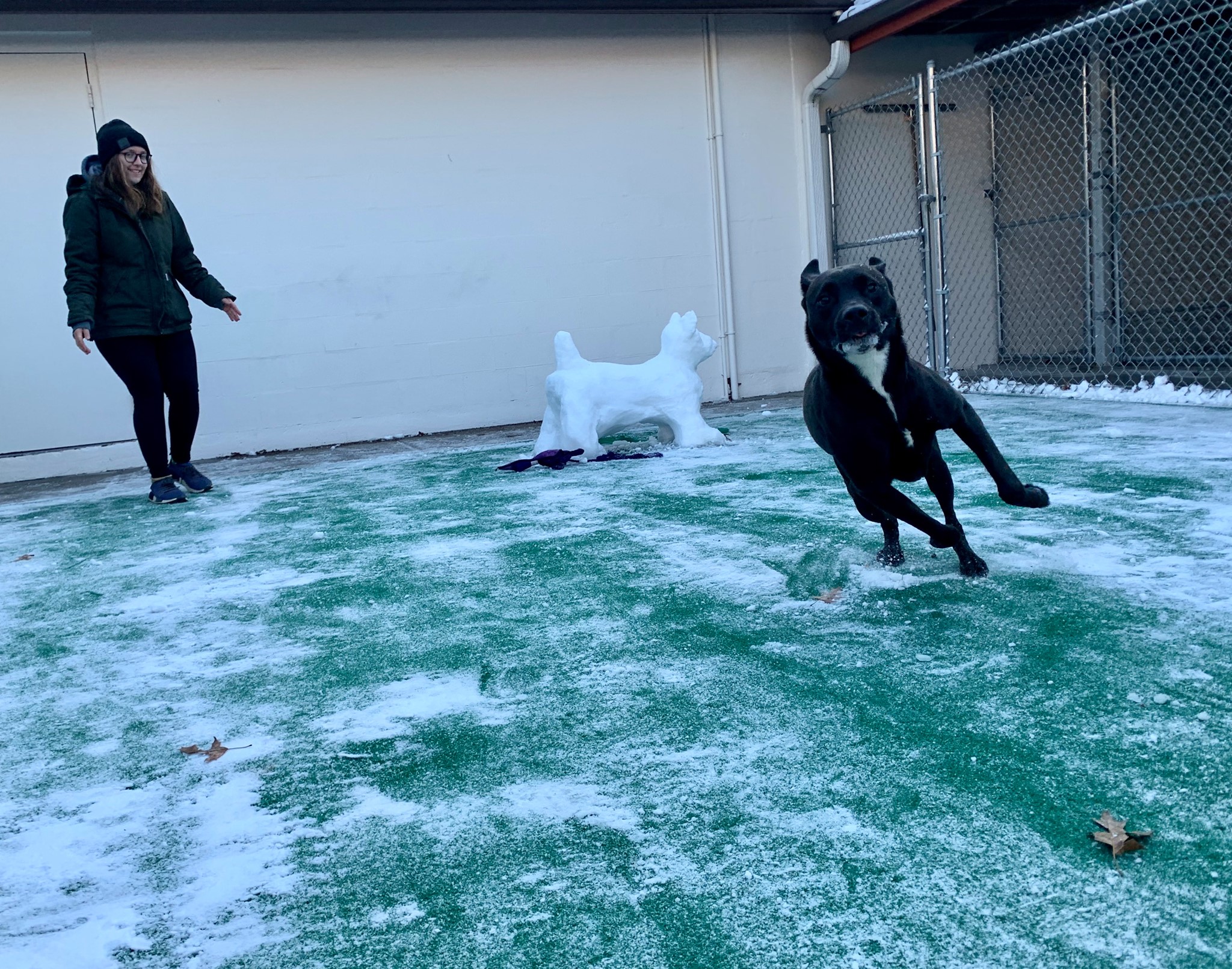 Staff with dog playing in snow