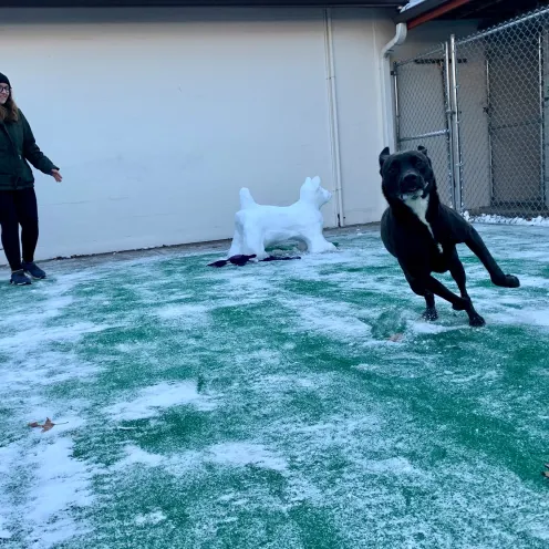 Staff with dog playing in snow