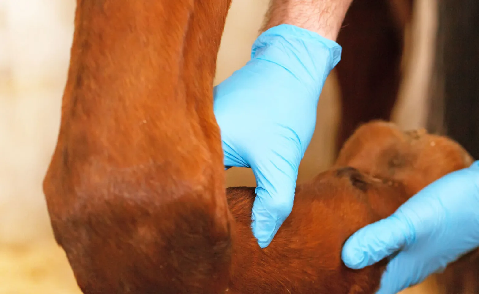 Horse leg joints being massaged by veterinarian's hands