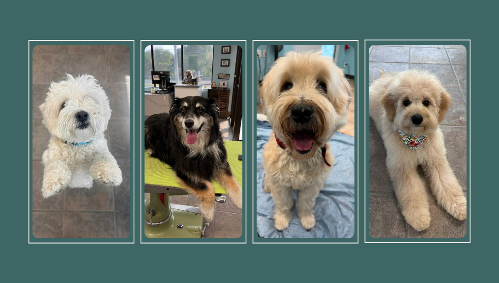 4 Groomed Dogs at Beattie Pet Hospital - Brantford