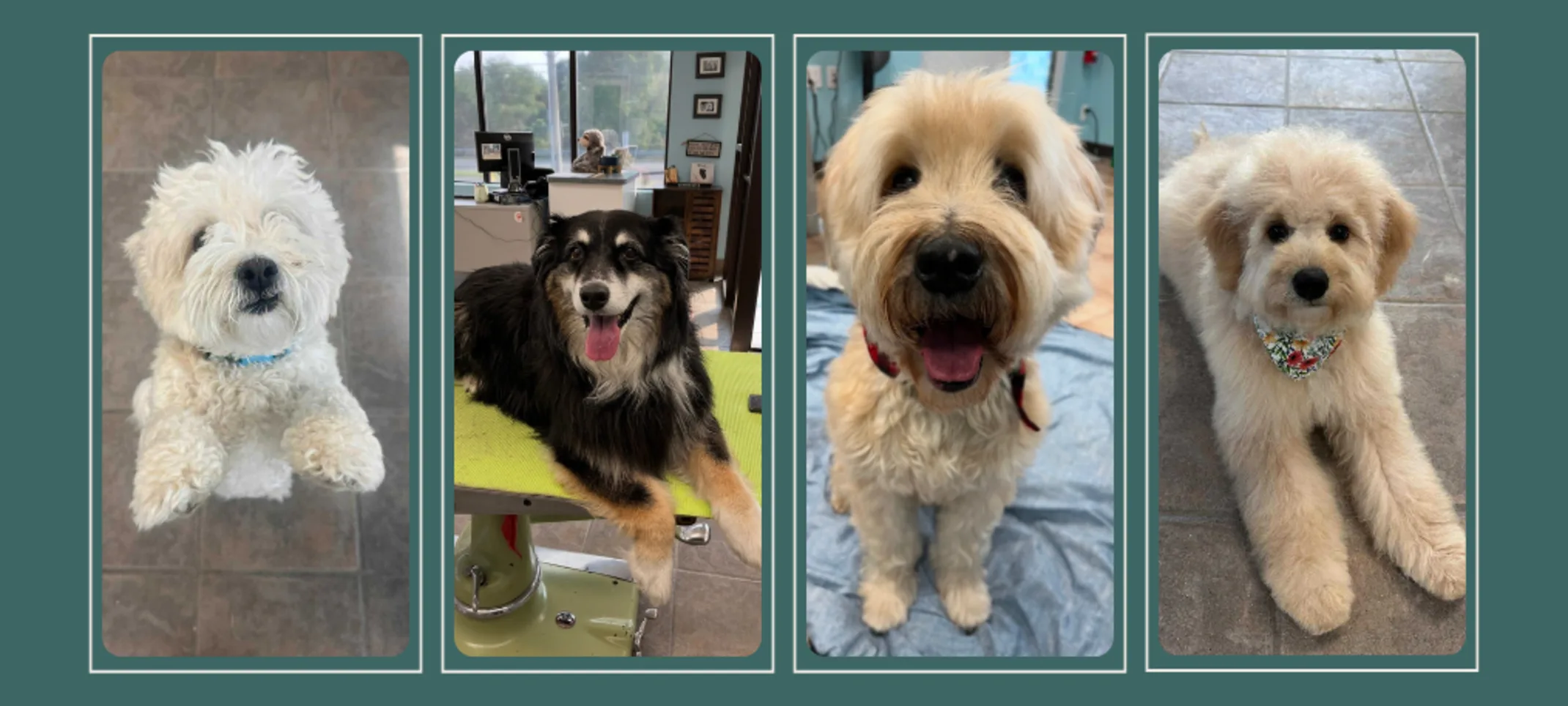 4 Groomed Dogs at Beattie Pet Hospital - Brantford 4 Groomed Dogs at Beattie Pet Hospital - Brantford