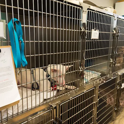 Spacious and clean dog kennels at The Valley Veterinary Hospital Spacious and clean dog kennels at The Valley Veterinary Hospital