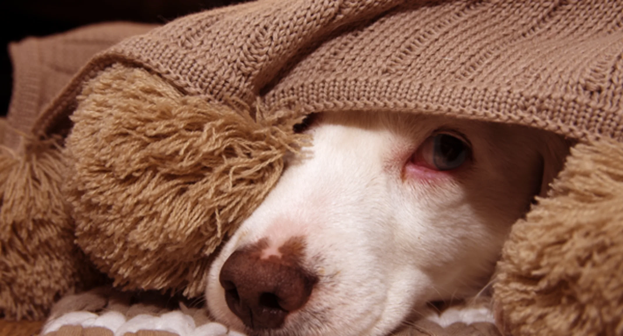 Dog hiding under blanket Dog hiding under blanket