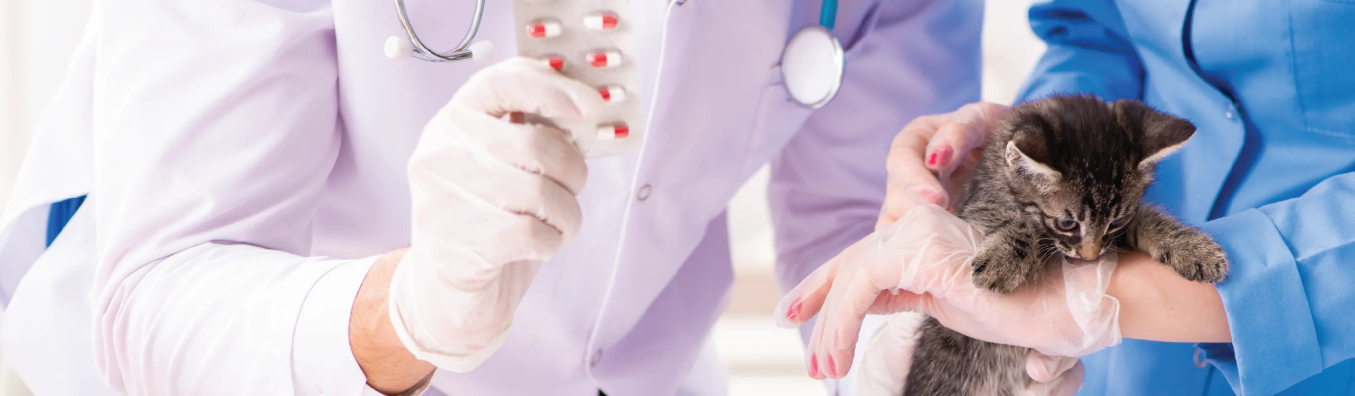 Cat and doctor receiving medication Cat and doctor receiving medication