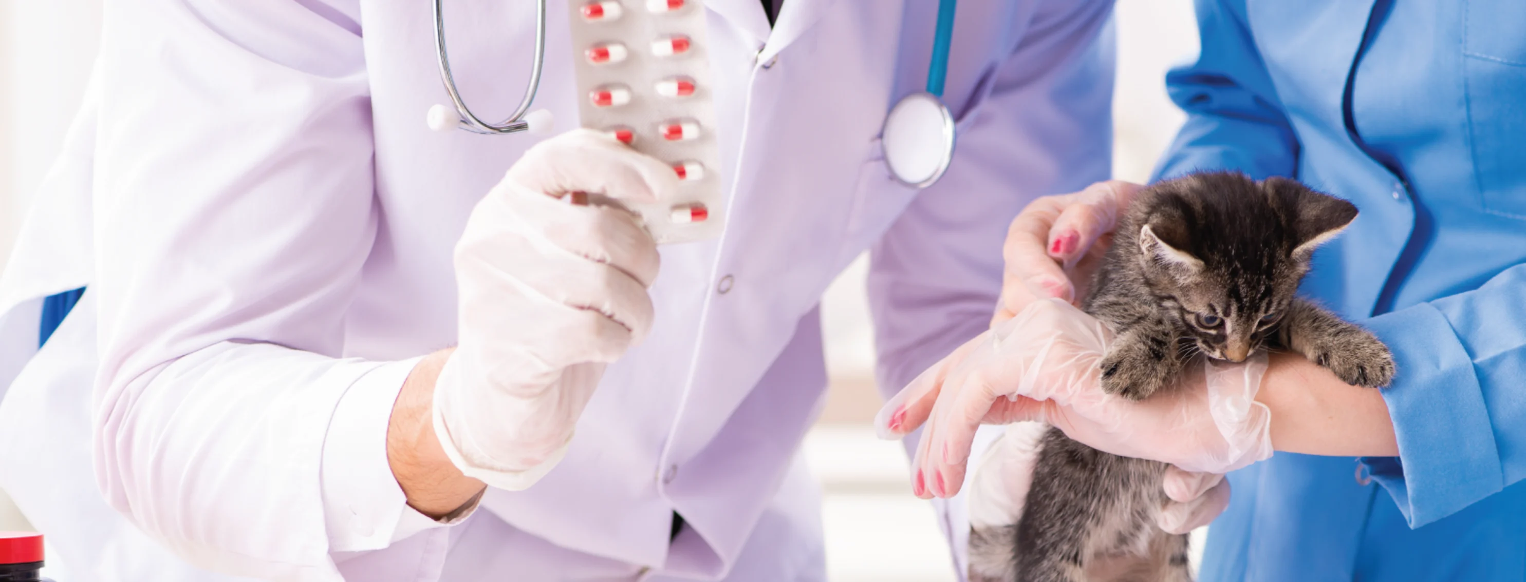 Cat and doctor receiving medication