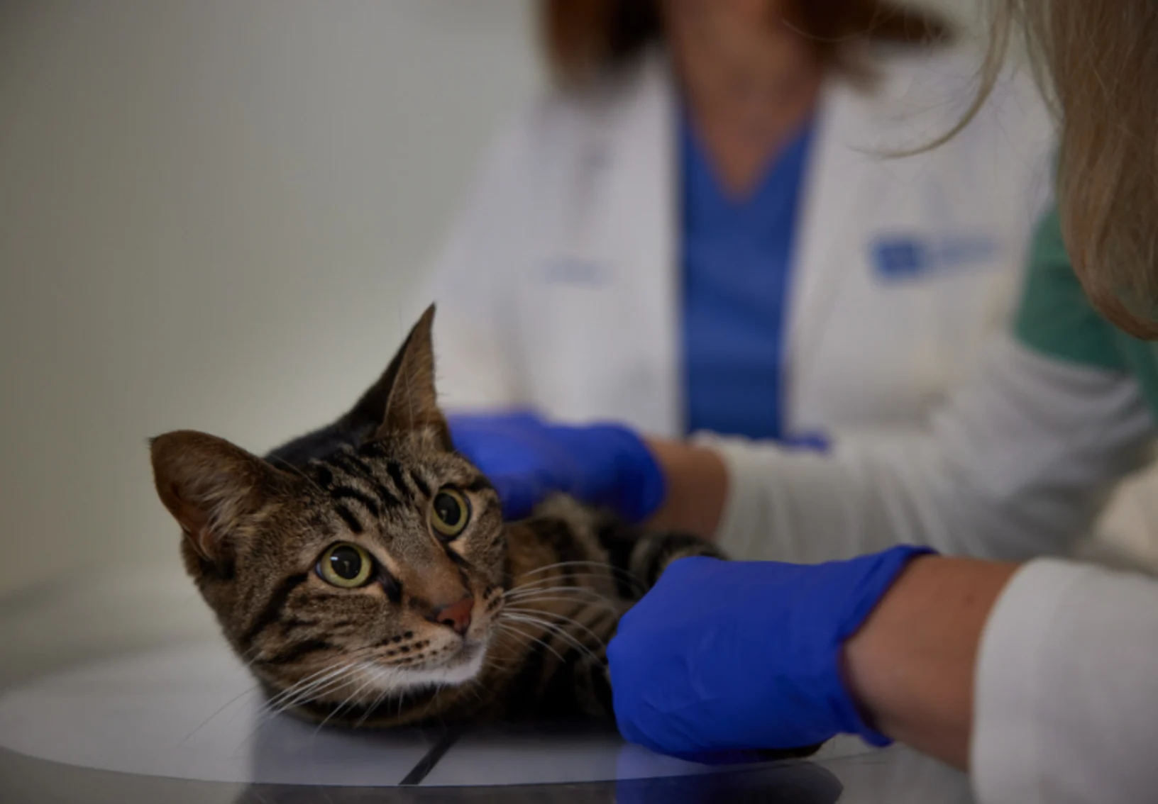 Cat being held by veterinarians blue gloves Cat being held by veterinarians blue gloves
